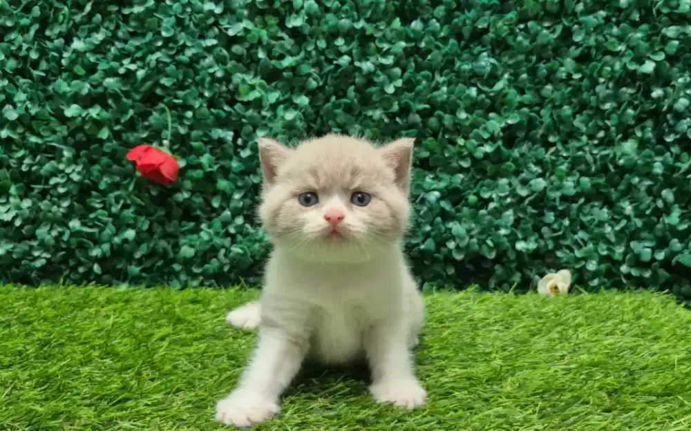 Kucing British Shorthair / BSH
