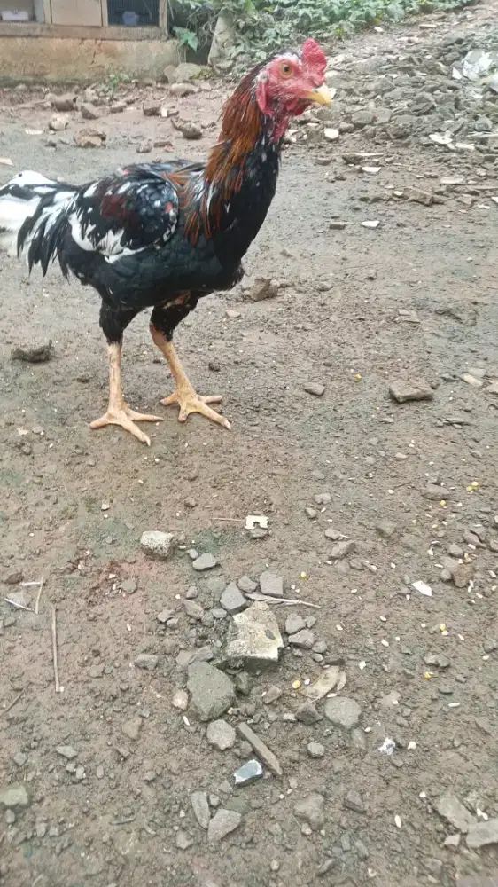 Sedia ayam kampung