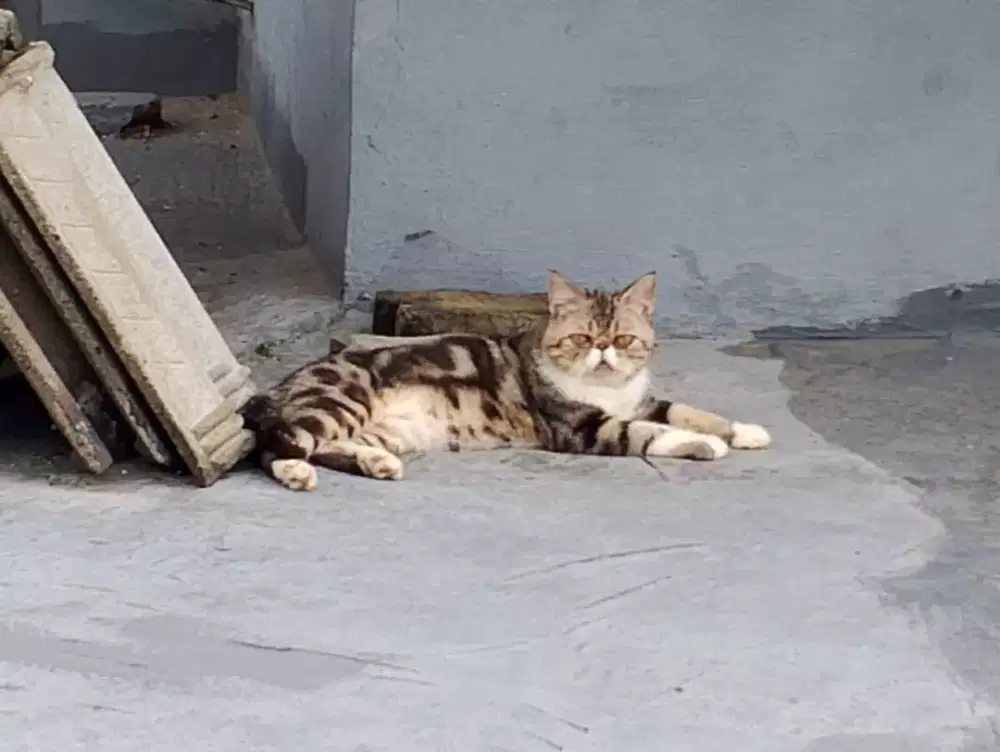 Jual kucing persia peaknose jantan