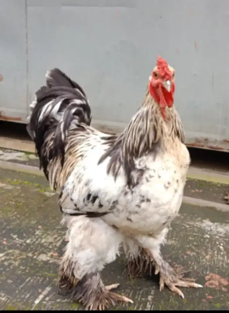 Sepasang ayam Brahma Indukan