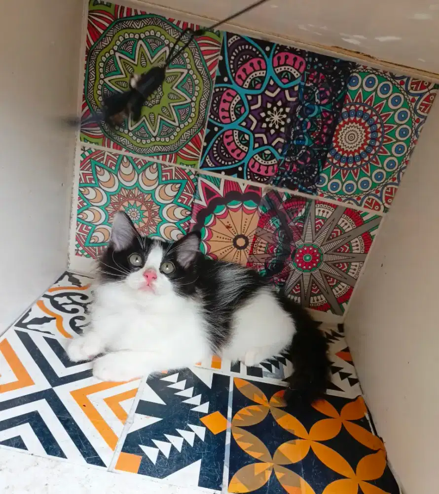 Kitten Persian x norwe jantan