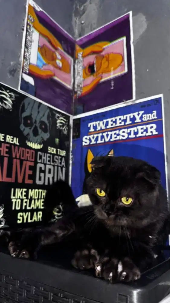 Kucing Scottish Fold Jantan Usia 19 Bulan