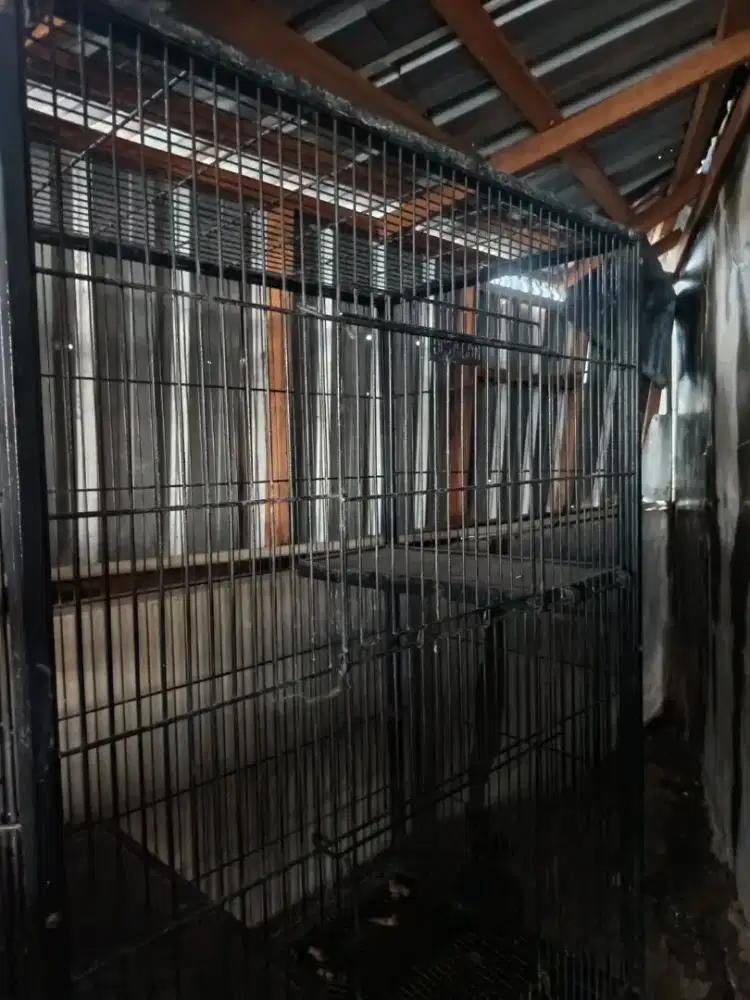 Kandang kucing sempat dipakai 4 bulan saja
