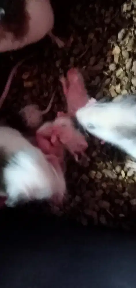 Jual tikus putih ASF, indukan dan anakan