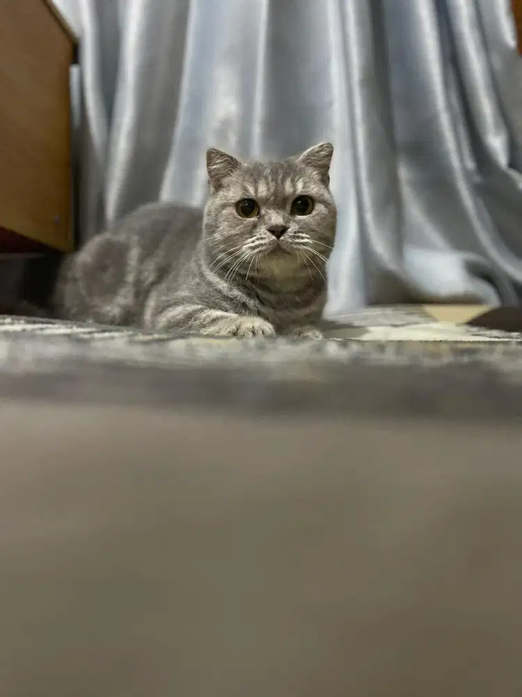 Bsh scottish fold betina