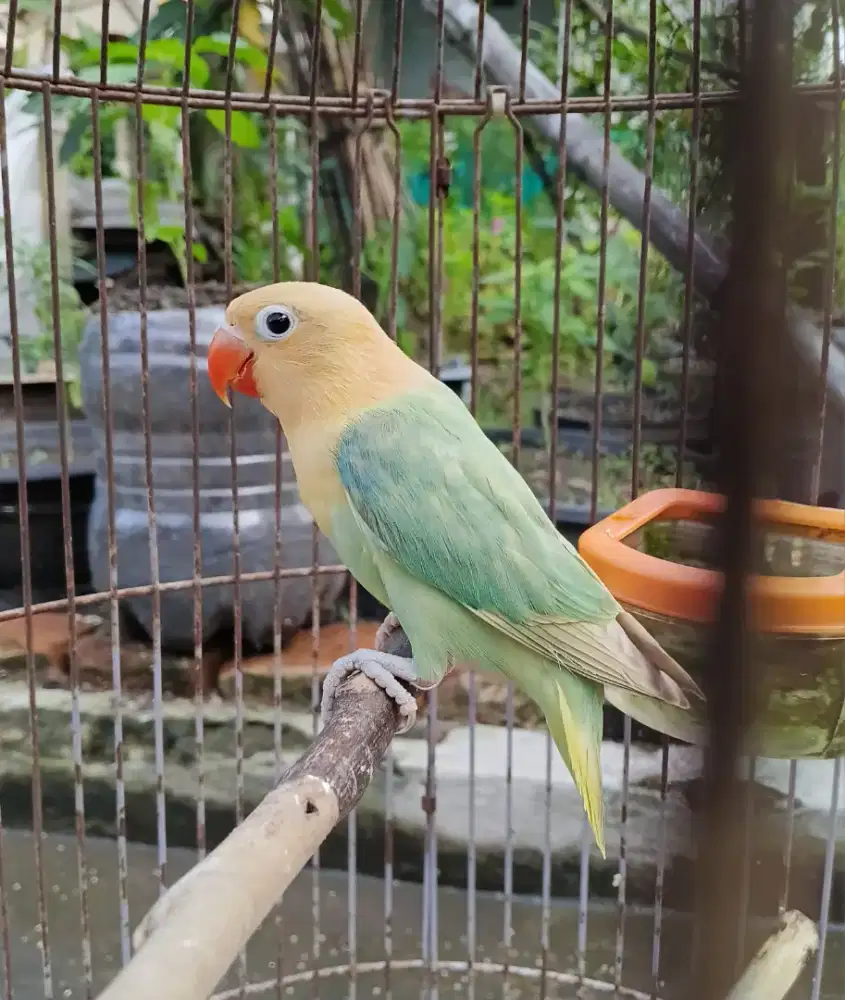 Lovebird biola aqua blue1