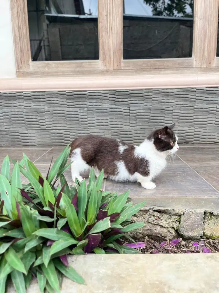 Kucing munchkin british shorthair bsh cebol kitten