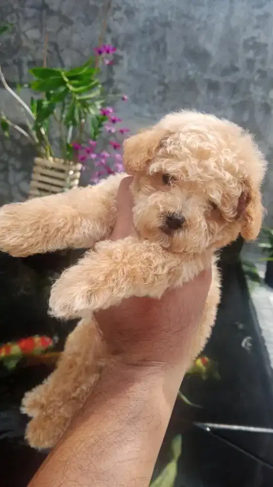 anak anjing poodle jantan dan minipom betina