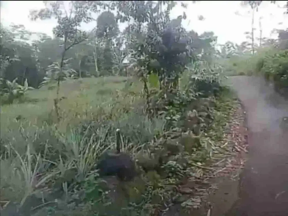 Kebun nanas 1250 m2 Kasomalang Subang