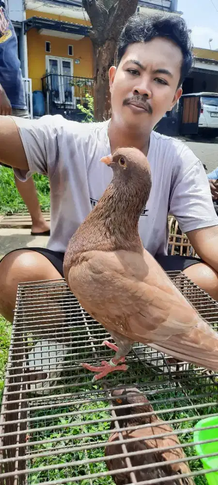 Burung dara merpati kolongan