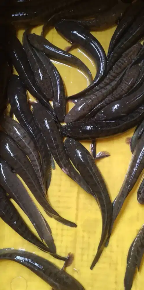 Tersedia ikan gabus hidup