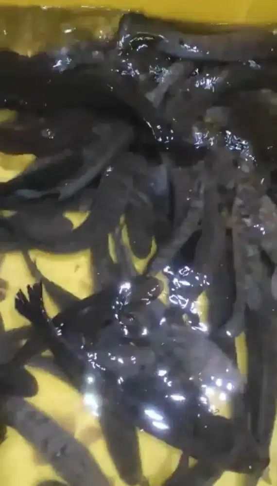 Sedia ikan gabus konsumsi