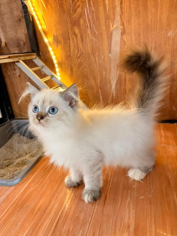 KUCING HIMALAYA x SCOTTISH STRAIGHT