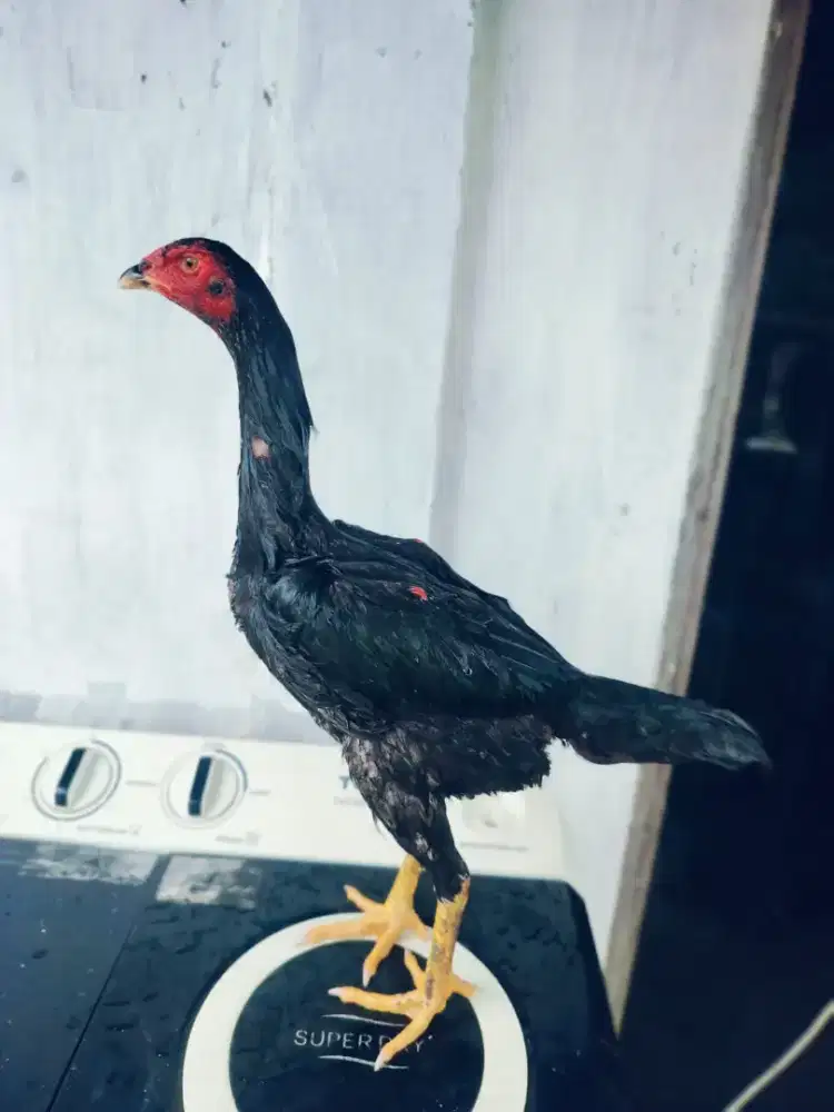 Bk mangon umur 6 bulan kurang sikit