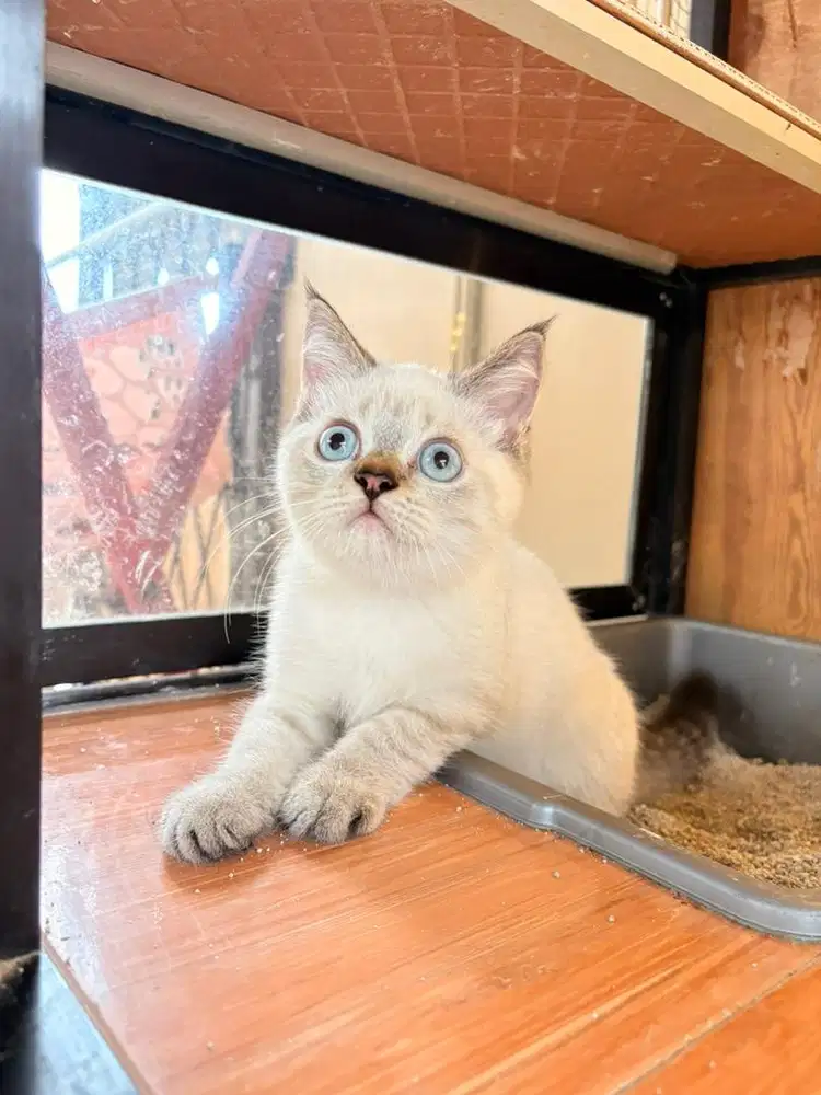 KUCING HIMALAYAN x SCOTTISH STRAIGHT