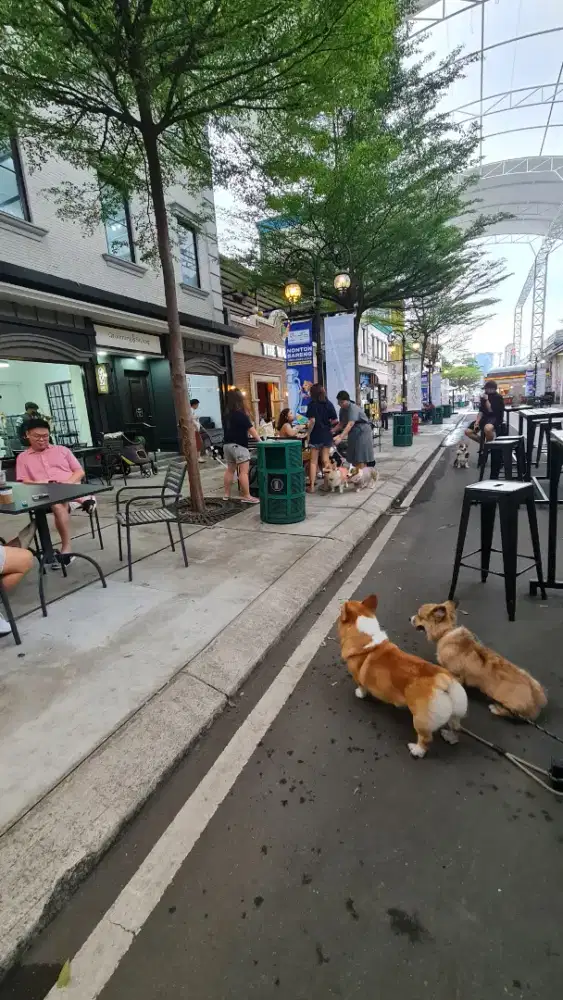 LOWONGAN KASIR DOG SALON