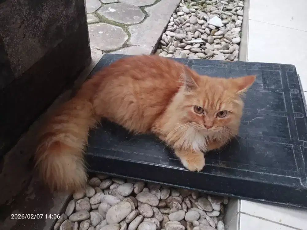 Kucing Persia Betina, Jantan umur 5-8bln, sehat lucu penurut