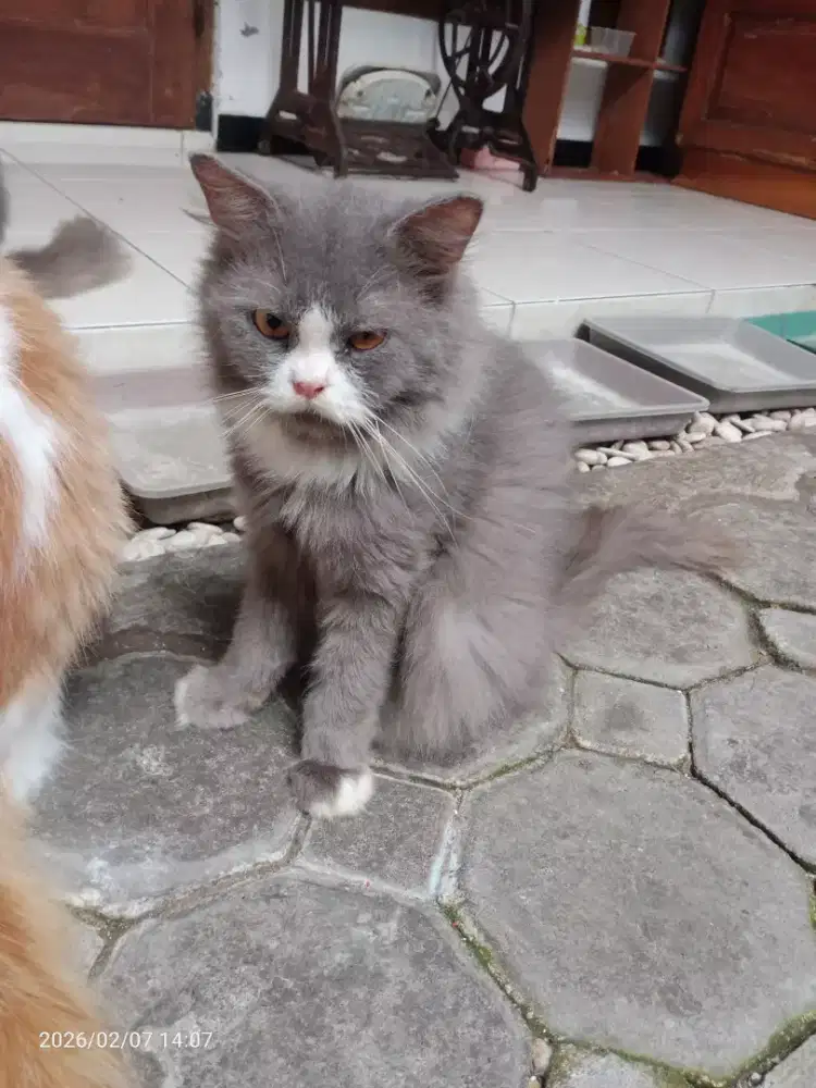 Kucing Persia Betina, Jantan umur 5-8bln, sehat lucu penurut