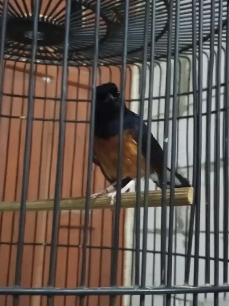 murai batu Medan sepasang