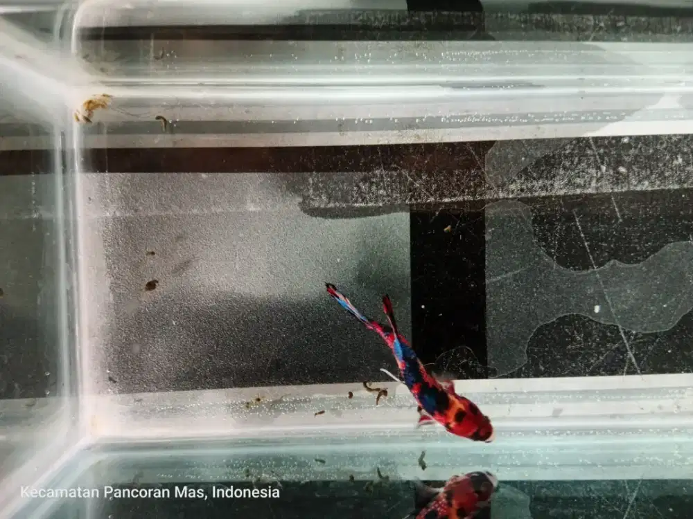 Ikan Cupang Plakat Multi Color Nemo