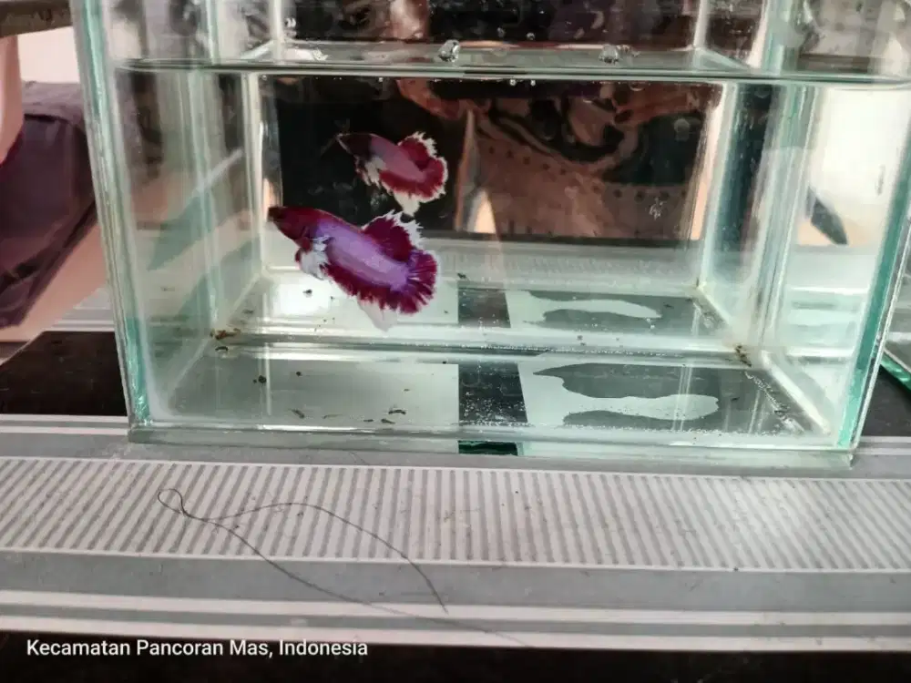 Ikan cupang Plakat DMJ Ear Lavender