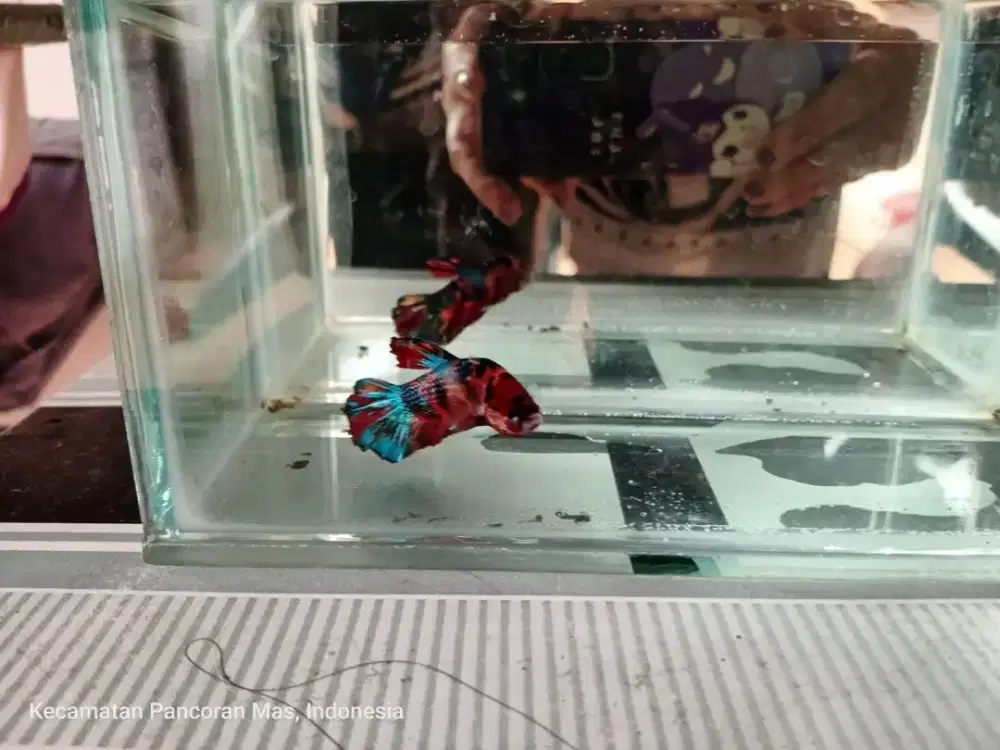 Ikan Cupang Plakat Giant Multi Metalik