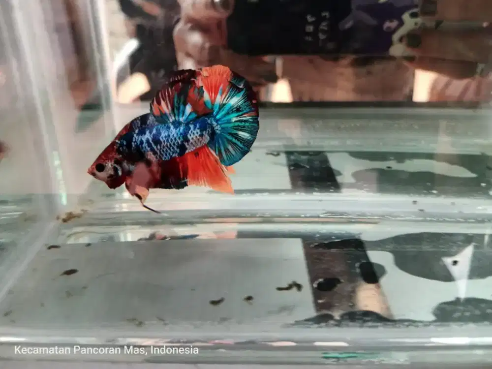 Ikan Cupang Plakat Giant Multi