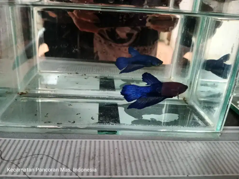 Ikan Cupang Plakat Giant Royal Blue