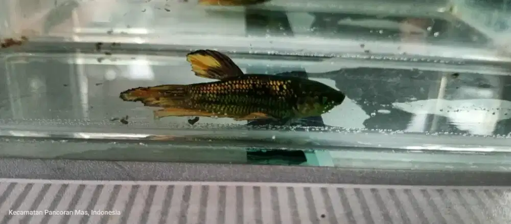 Ikan Cupang Plakat Hulk