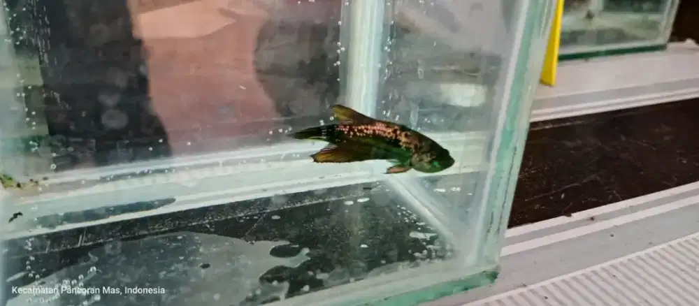 Ikan Cupang Plakat FCCP Army