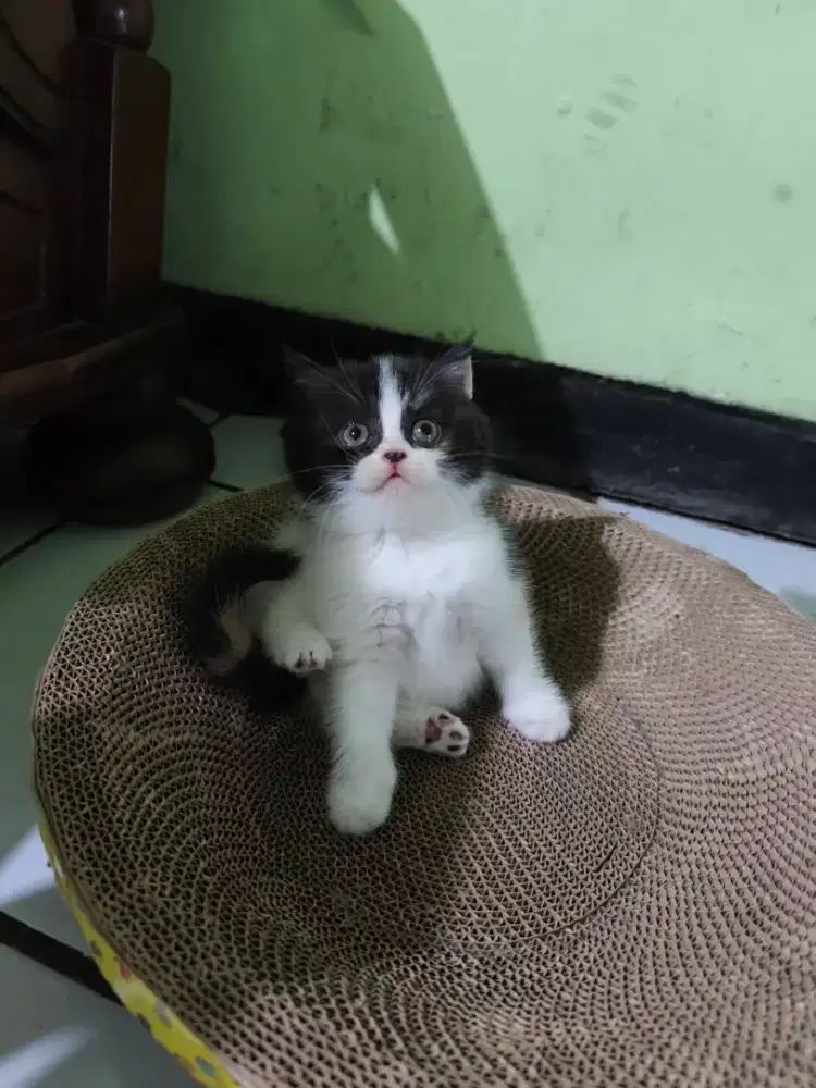 Bsh betina bapa impor Jerman