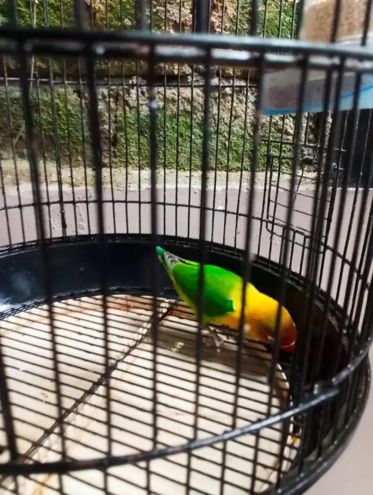Burung Lovebird