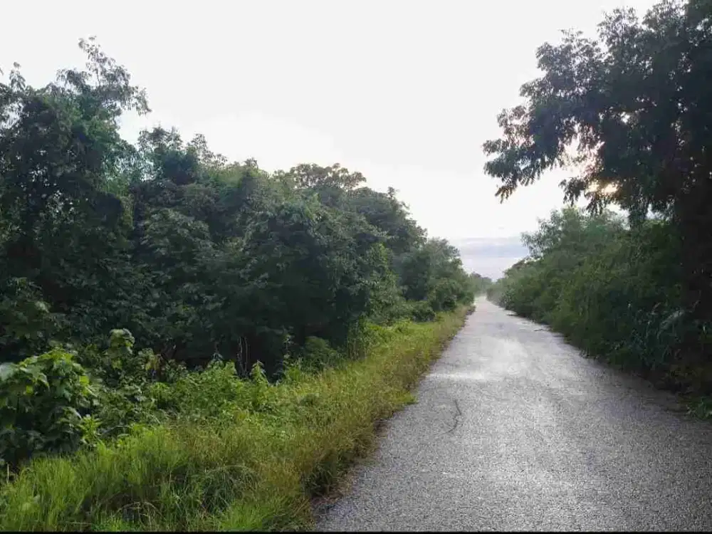 Dijual murah tanah dekat mario hotel & cafe, jalur Pantura pantai kita mananga aba