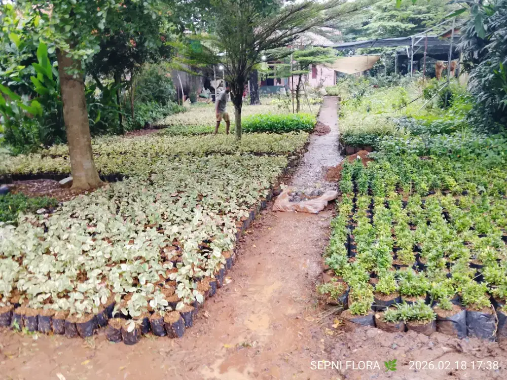 Jual tanaman pretty pink