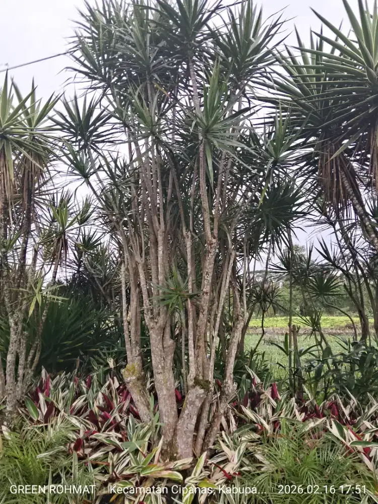 Tanaman Yucca tinggi 2 meter