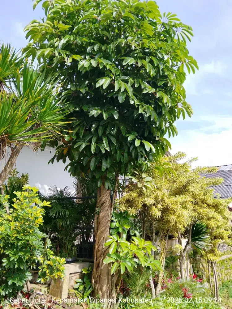 Tanaman Walisongo daun lebar