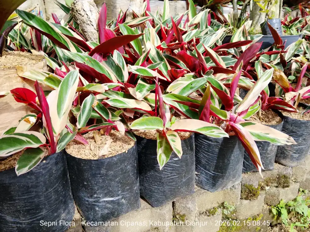 Tanaman Maranta Bali