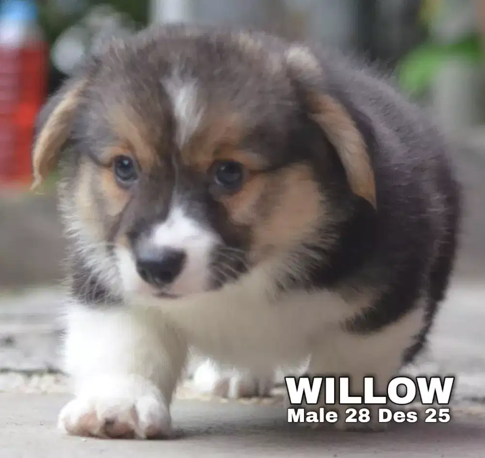 Corgi longhair tricolor jantan •WILLOW•
