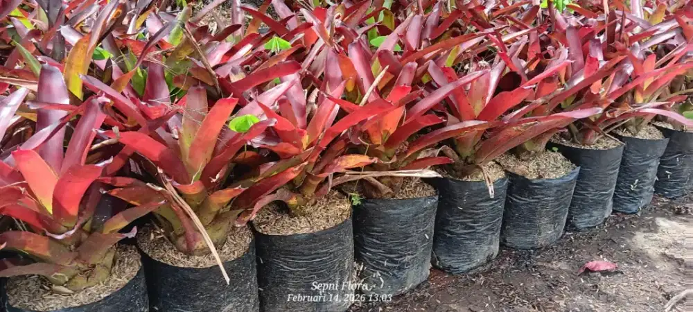 Tanaman Bromelia Mini merah