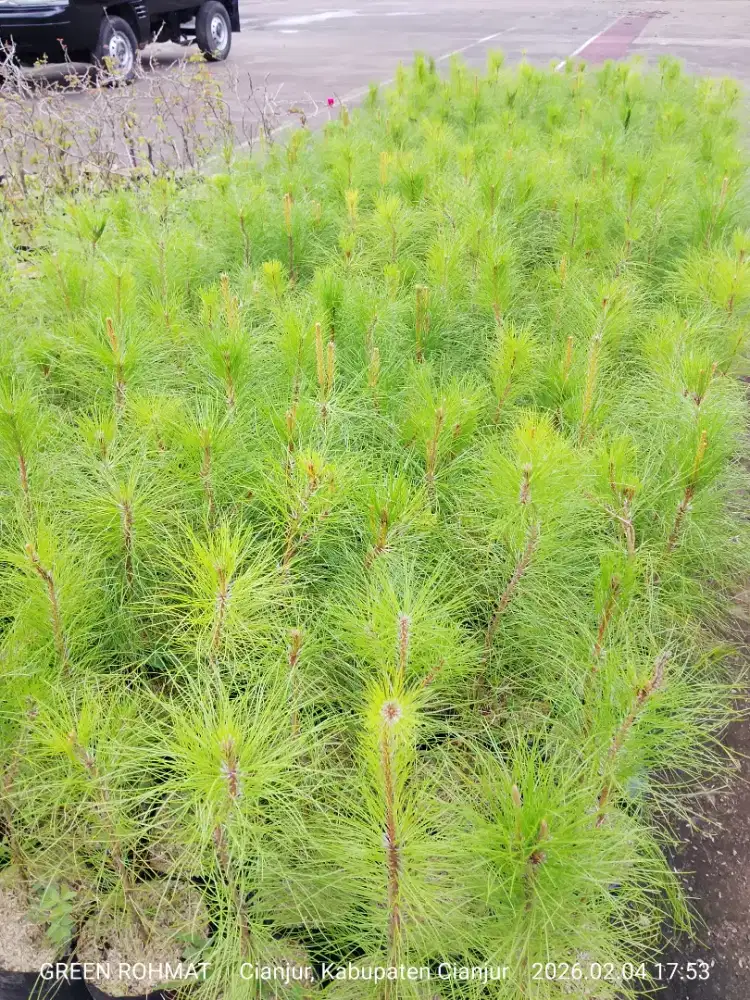 Tanaman Cemara Pinus