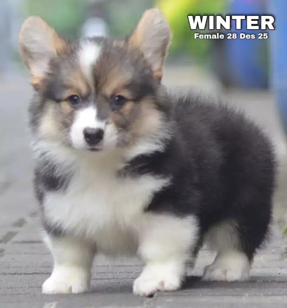 Corgi longhair tricolor betina •WINTER•