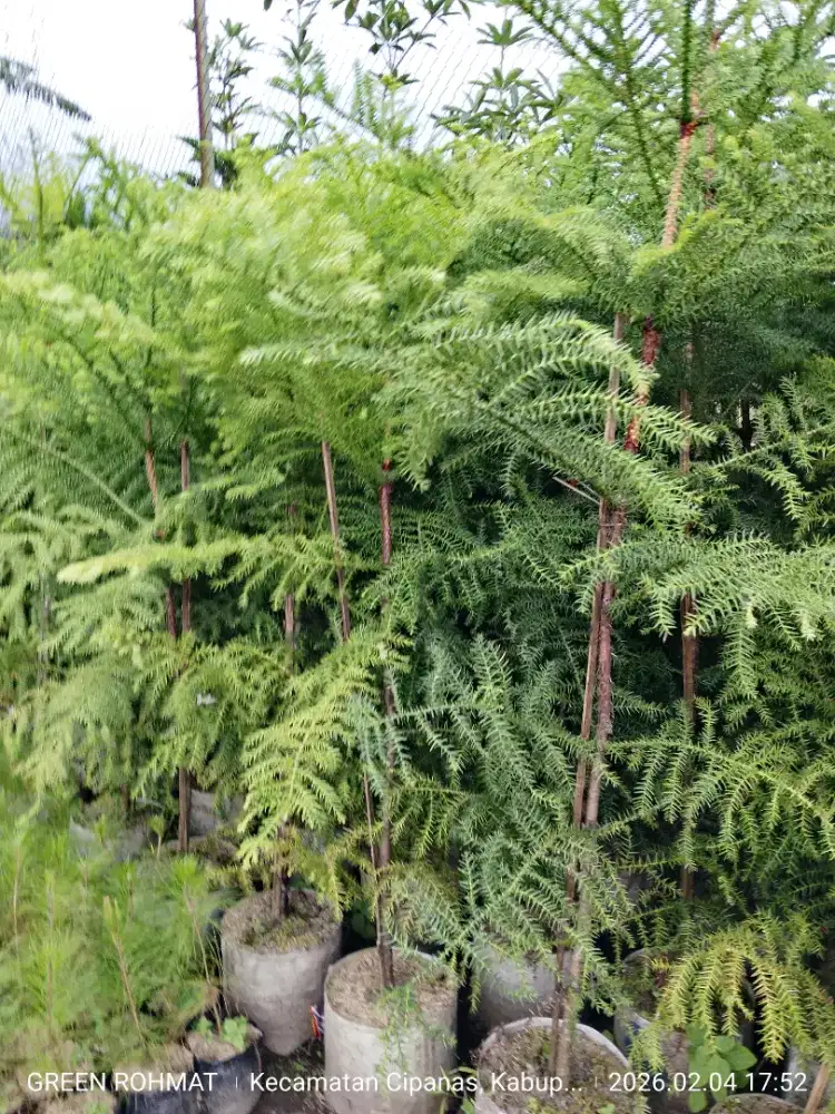 Tanaman Cemara Norflok  | Araucaria heterophylla