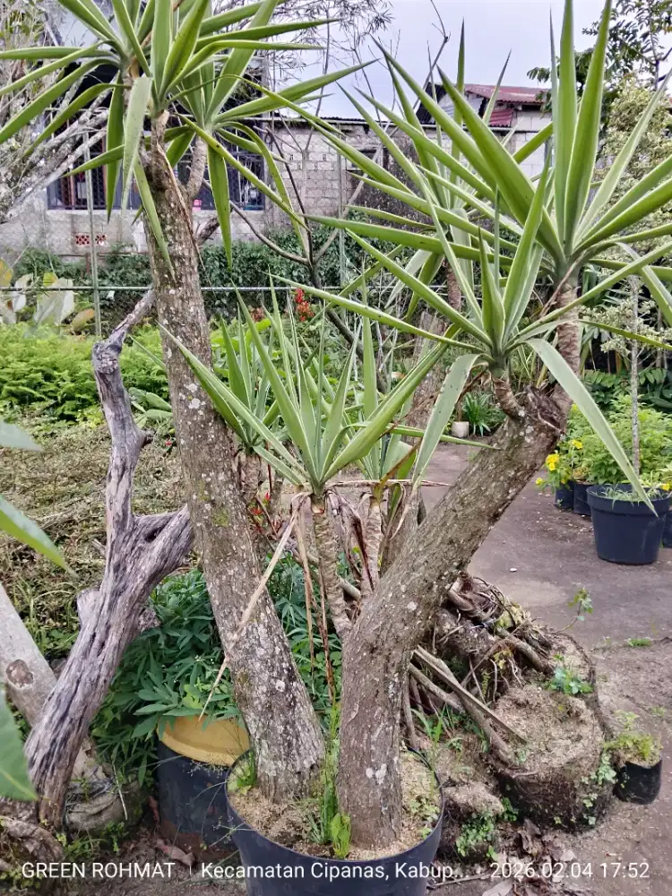 Tanaman yucca bercabang besar