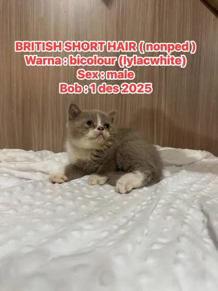 Kucing bsh asli, usia 3 bln jantan, no ped