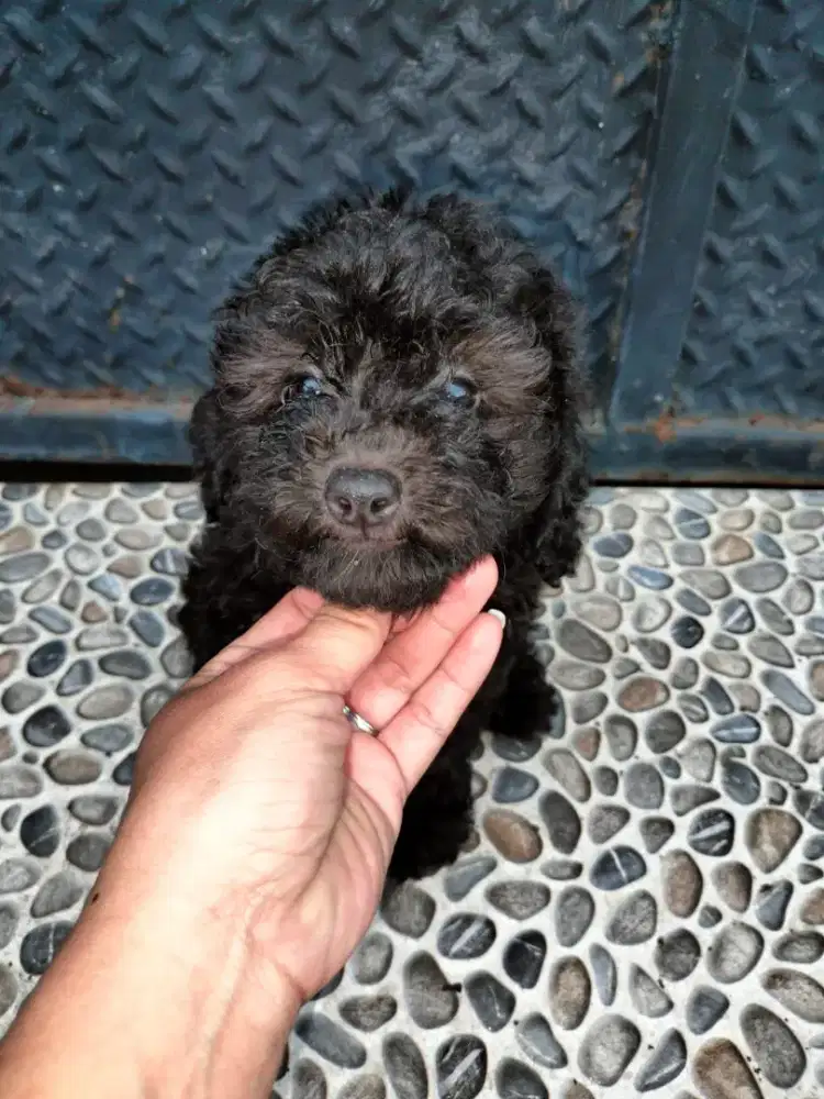 Ready Tiny poodle silver