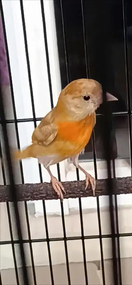 Red siskin double dilute remaja