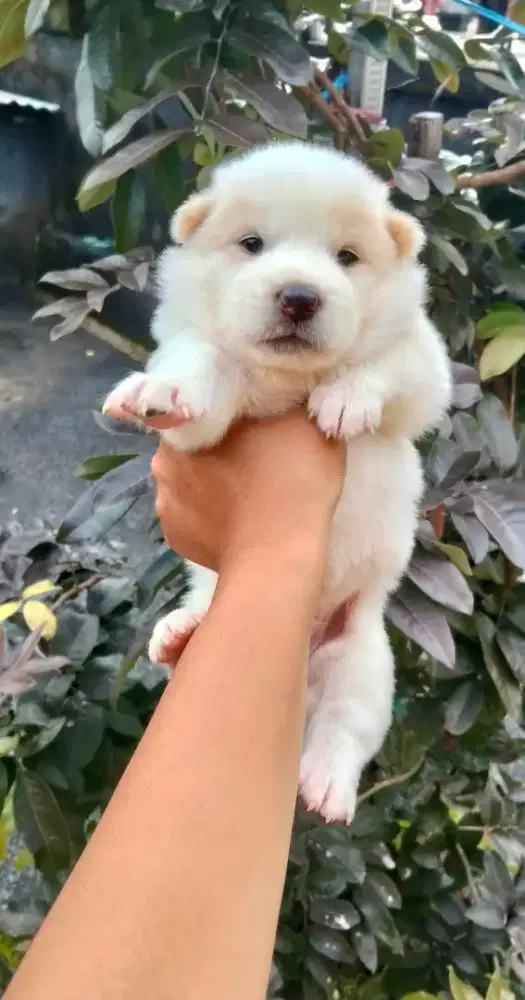 Anak anjingnya jantan gemoy