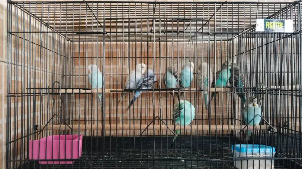 Burung parkit warna