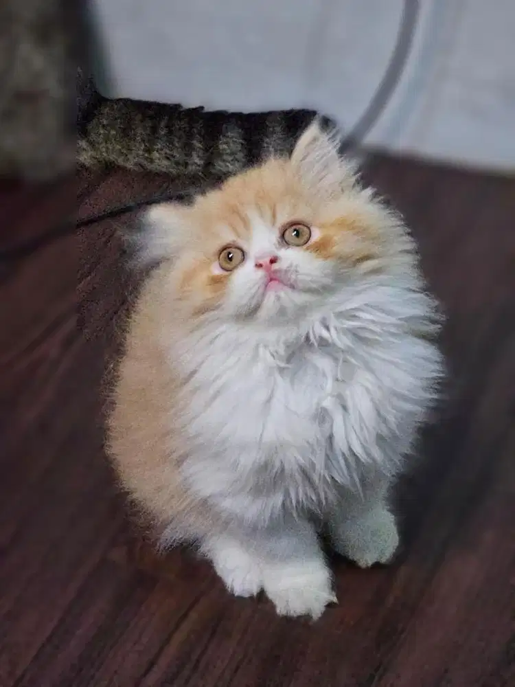 Kitten persia jantan