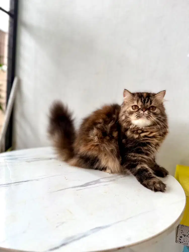 kucing persia betina peaknose